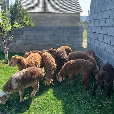 животные собаки: Продаю | Ягненок | Для разведения — 7