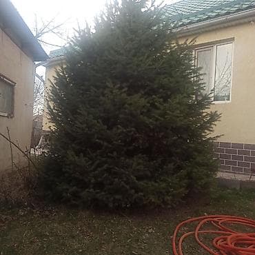 3куб: Ель (ель обыкновенная) для пересадки/декора участка - Крупномерное — 3