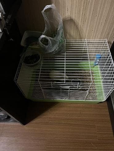 Другое: Морская свинка (альбинос) с комплектом для содержания. - Окрас — 3