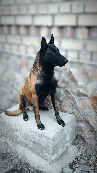 отдам собаку в хорошие руки: Вязка: Бельгийская овчарка, Самец, 3 года, С прививкой, С родословной — 1