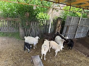 козий сыр: Продаю | Коза (самка) | Для разведения — 5