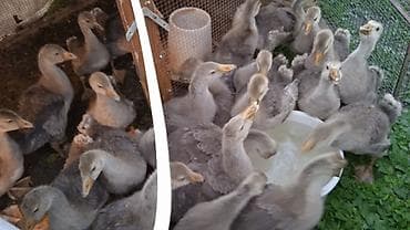 домашний животные: Продаю Гусят возраст месяц цена Окончательная ниже вообще нету — 3