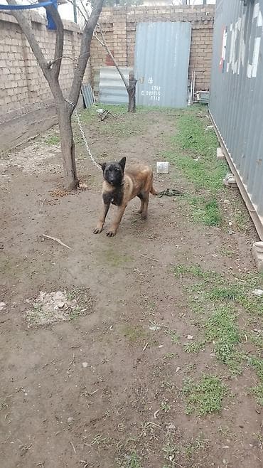 Собака охранного типа на цепи. - Порода: похожа на бельгийскую