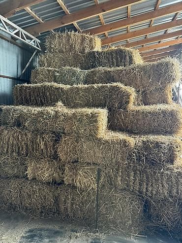 Срочно Продаю Салому (подпокровный ячмень) 250 штук