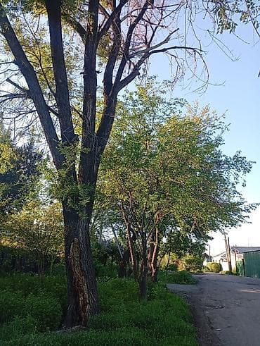 куплю дров: Продаю карагач на корню — 1