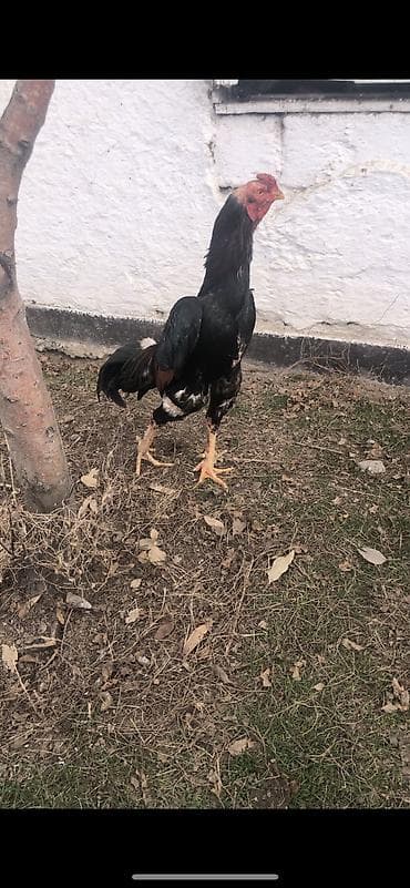 джалал абад сойкулар: А/ч жаныбарлары үчүн тоюттар — 3