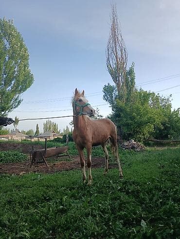 коровы швицкой породы: Продаю | Жеребенок | Конный спорт — 2