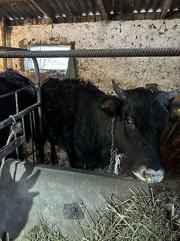 Собаки: Продаю | Тёлка — 3