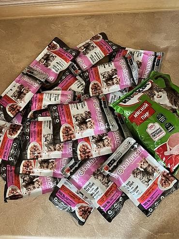 котенок белый купить: Шотландский вислоухий котёнок (окрас голубой) ПОДАРЮ БЕСПЛАТНО!!! - — 2