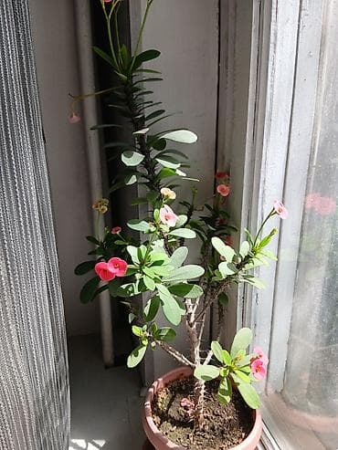 купить хлорофитум: Молочай Миля (Euphorbia milii) в горшке. - Компактный куст с — 1