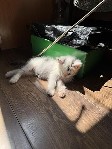 scottish fold: Ищет самых заботливых хозяев маленькая принцесса 2 месяцаНесмотря на — 4
