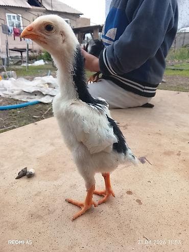 дакан цыпленок: Продаю | Цыплята | Бойцовая | Для разведения — 8
