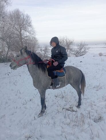 бодоно птица на русском: Продаю | Конь (самец) | Рабочий — 3