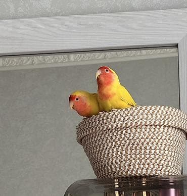 Продам розовощеких попугаев-неразлучников. Цена договорная. Клетка в