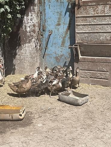 лалафан утка: Мускусные утки (индоутки), разноцветное стадо. - Порода: мускусная — 2
