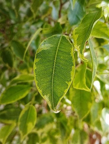 фикус цветок: ФИКУС Продаю ФИКУСЫ В каждом стаканчике по 5 веточек: хорошо — 3