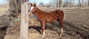 хайбрид индюки: Продаю | Жеребенок | Для разведения | Племенные — 2