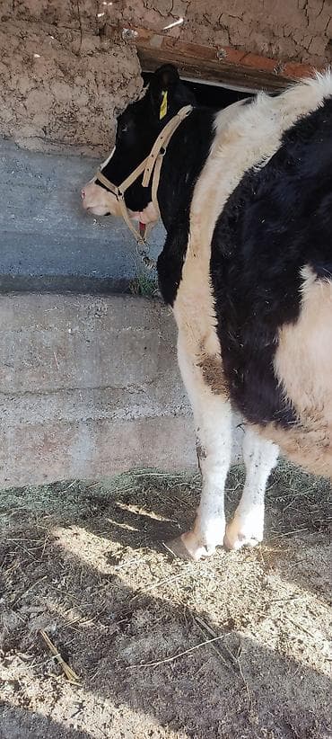 Другие животные: Продаю | Корова (самка) | Голштин | Для молока | Привязанные — 2