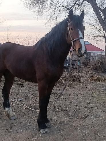 кона: Продаю | Жеребец | Рабочий — 3