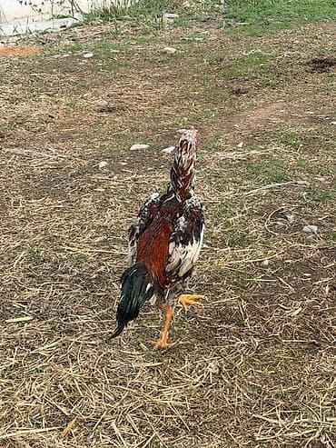 уургачы тай: Продаю | Петух | Бойцовая | Для разведения — 2