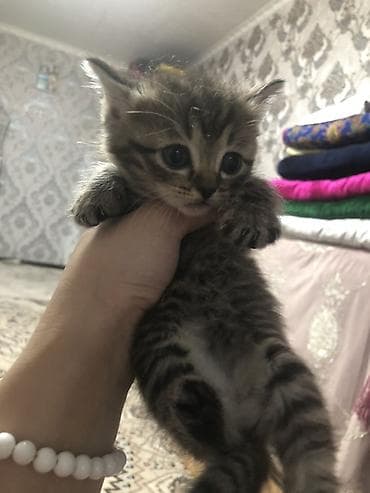 кошки милые: 1 месяц, Девочка, Биколор, Приучена к лотку — 3