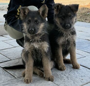 собаки долматинец: Немецкая овчарка, 2 месяца, Самка, С прививкой, С родословной — 1