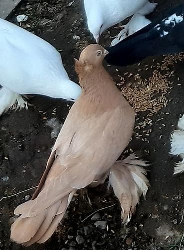 хомяки цена: Игровые голуби, пара 1000 сом. Сиреневый голубь играет 1500 сом — 5