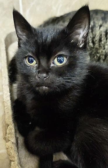 котята скоттиш страйт: Скотиш Страйт (Шотландская прямоухая), 3 месяца, Девочка, Черный, Приучена к лотку, Проглистована — 2