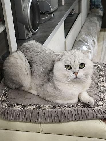 шотландская кошка шиншилла: Скотиш Фолд (Шотландская вислоухая), 2 года, Мальчик, Серебристая шиншилла — 8