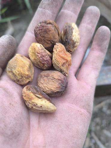 абрикос: Баткенской кургатылган натуральный орук как бар 1 тона только Оптом — 5