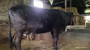 кулак тай: Продаю | Бык (самец) | На откорм — 7