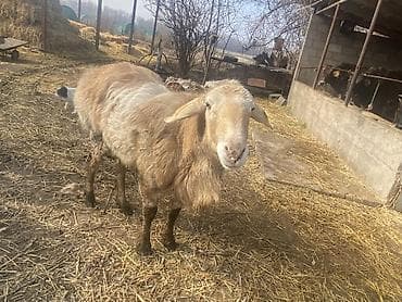 куплю баран: Продаю | Баран (самец) | Арашан — 2