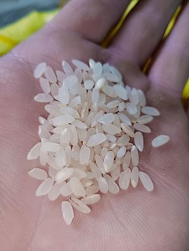 поставщики куриного мяса: Аланга высший сорт без размешка оптом по 100 сом. а также есть — 1