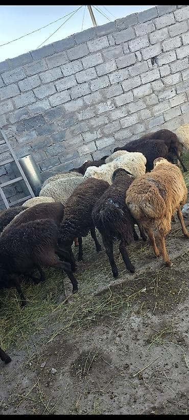 баранины: Продаю | Овца (самка) | Для разведения | Матка — 2