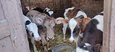 сколько стоят попугаи волнистые: Продаю | Музоо, торпок | На откорм | Искусственник — 3