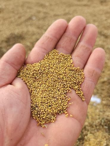 Семена кормовых растений: Люцерна