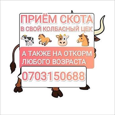 Үй жаныбарлары: Колбаса цехи : Уйлар, букалар, | Союуга, этке — 1