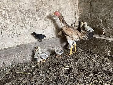 продажа страусов: Продаю | Куры | Домашняя | Для разведения — 5