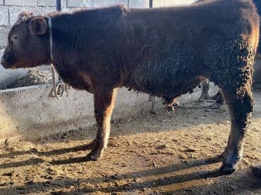 дойный коров: Продаю | Бык (самец) | Для разведения, На забой, На откорм | Искусственник, Племенные — 2