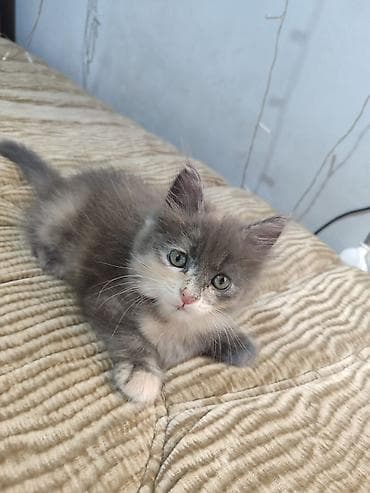 кошка серый: Описание:
- Возраст: 1.5 месяца девочка — 3