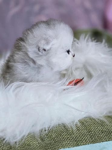 scottish fold: Предлагаем для бронирования чистопородных малышей, мальчики, окрас — 7