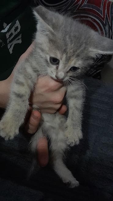 бенгалская кошка даром: Котята, помёт из нескольких окрасов: - дымчато-серый тигровый — 2