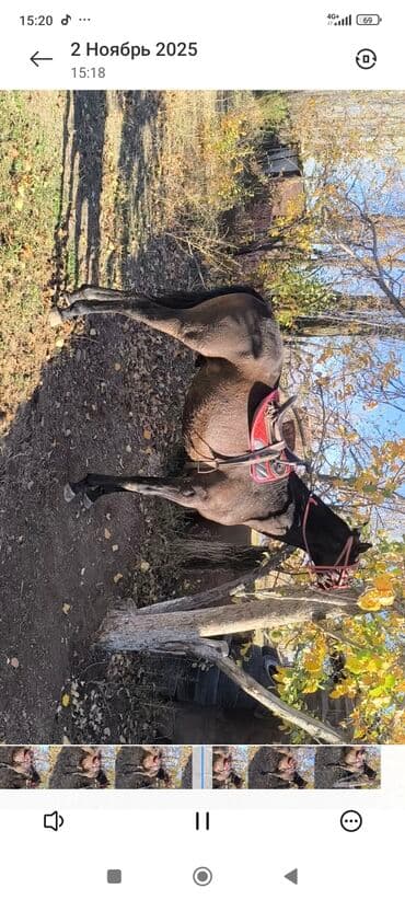 милые животные: Продаю | Жеребец | Полукровка — 4