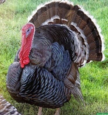 Продаю | Индюк (самец) | Для разведения