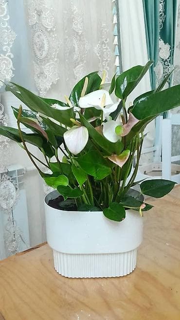 купить гибискус комнатный: Азалия в кадке (штамбовая форма) - Эффектное комнатное растение с — 4