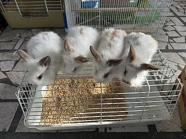 день сяпина: Декоративные кролики — 1