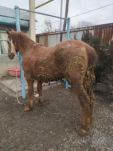 бурский теке: Продаю | Кобыла (самка) | На забой | Племенные — 8