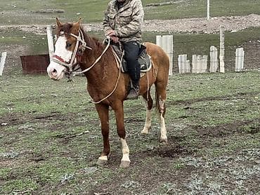 продажа кукуруза: Продаю | Жеребенок | Рабочий — 1