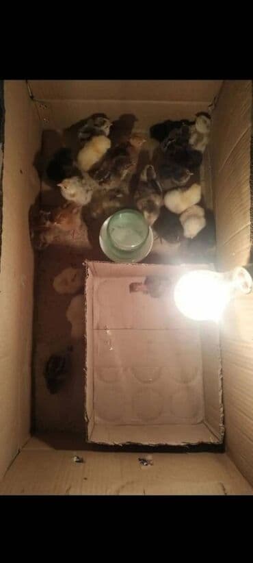 мини оборудование для производства яичных лотков: Умный Инкубатор на 64 яиц Инкубатор автоматически Инкубатор для яиц — 7