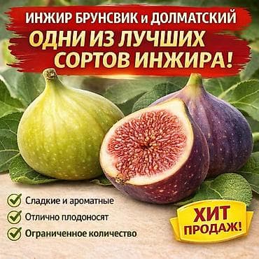 лагерстремия купить саженцы: Редкие, крупноплодные и полезные культуры для вашего сада. Лучшие — 2
